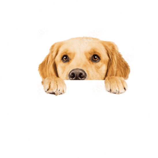 お部屋『ドッグガーデン』